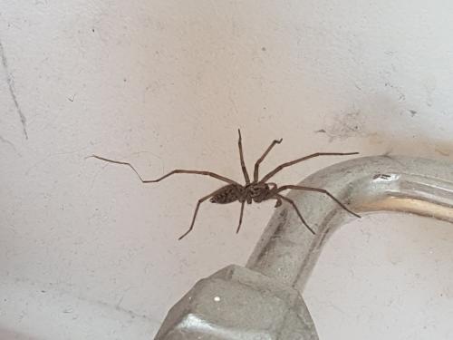 Eratigena sp.